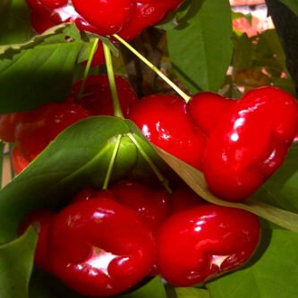Jambu Air