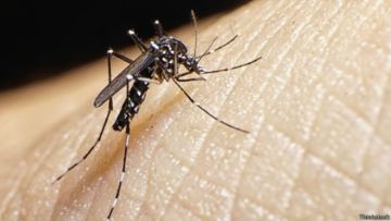 Semua Fakta yang Perlu Kamu Tahu Tentang Virus Zika, Virus yang Disebarkan Nyamuk Aedes Aegypti Juga