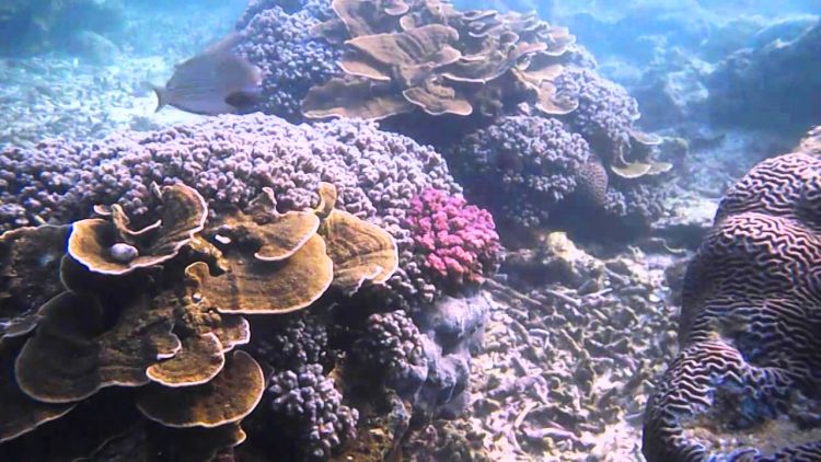 Biota laut yang meriah, kan?