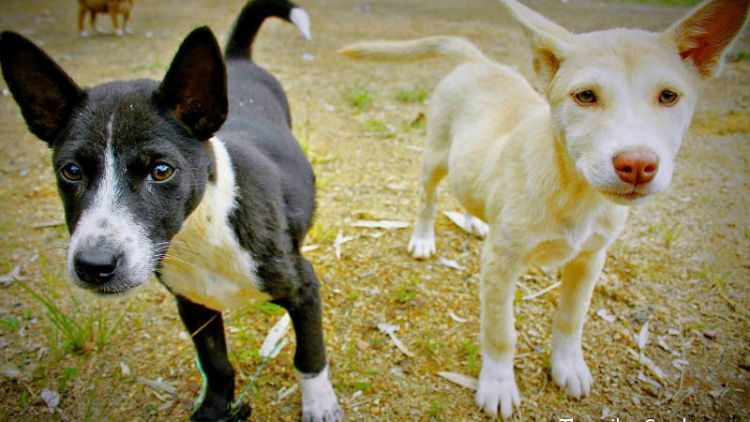 Anjing Kampung yang Tak Diakui di Rumah Sendiri