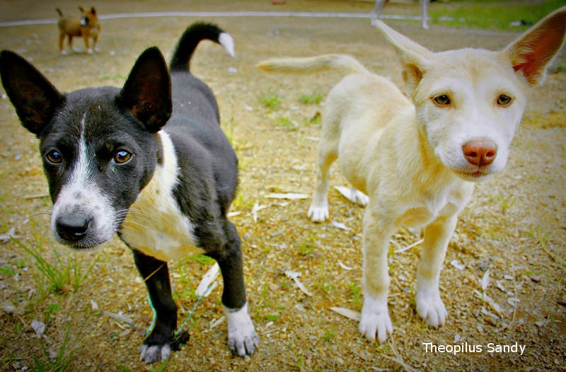 Anjing Kampung yang Tak Diakui di Rumah Sendiri