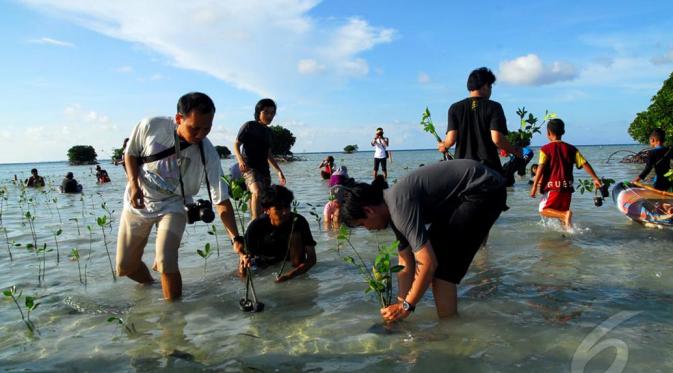 menanam mangrove