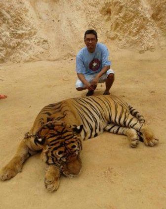Wisata ke Tiger Temple di Kanchanaburi Thailand