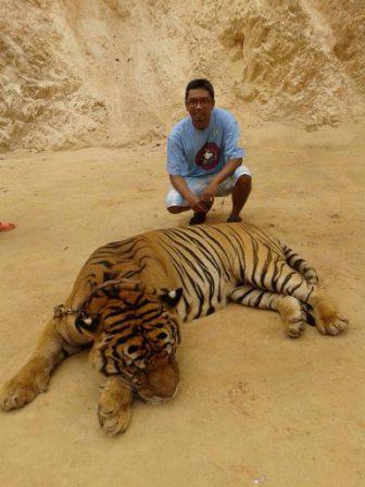 Wisata ke Tiger Temple di Kanchanaburi Thailand