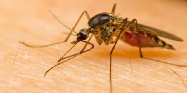 Penyakit malaria pun bisa di cegah