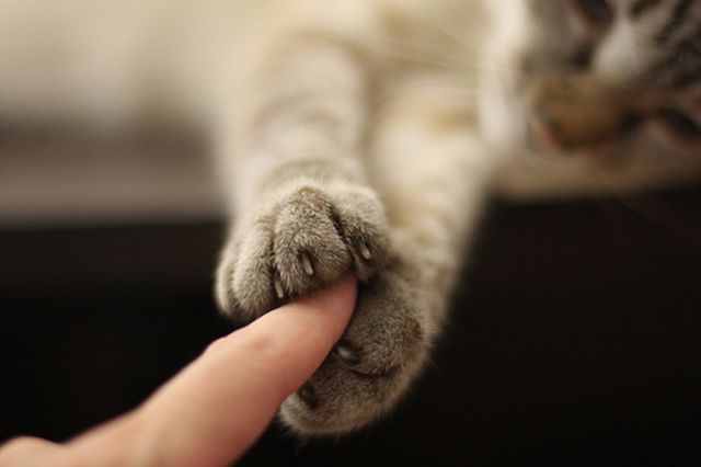 Cat-holding-hands-finger-paws-human-love-relationships-pets
