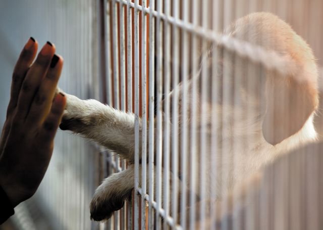 Dog Adoption
