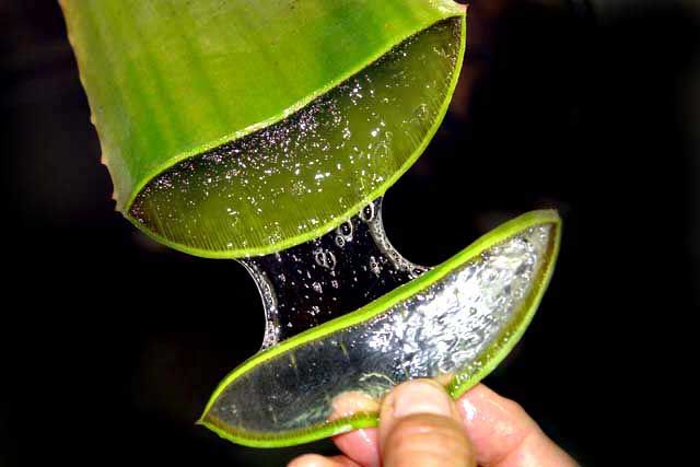 Dicampur lidah buaya untuk mengatasi jerawat