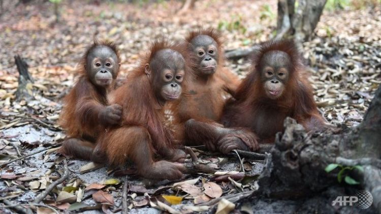 Yaampun, ini lucu banget! :(