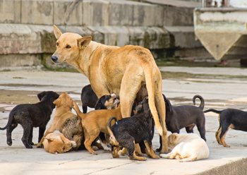 mama-dog-and-litter-of