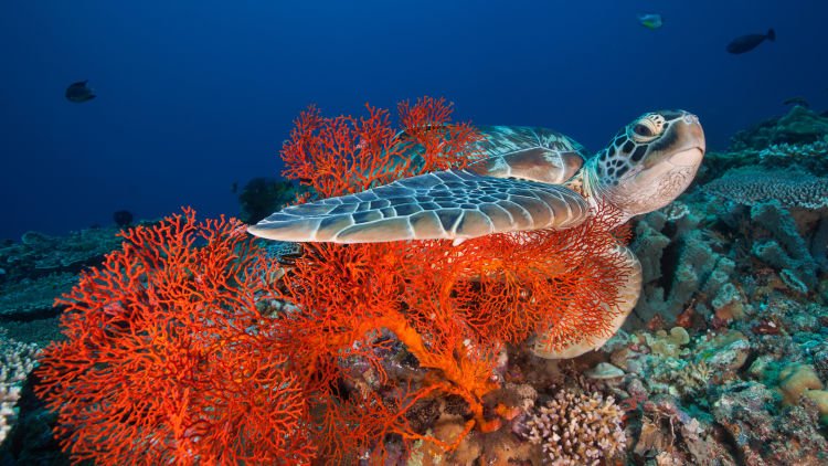 10 Gili dengan Pemandangan Bawah Laut yang Memukau Para Pecinta Snorkeling! Mana Favoritmu, Travelers?