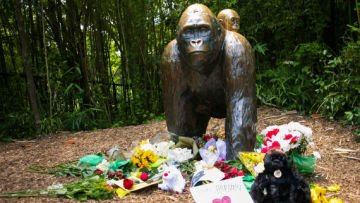 Heboh! Seekor Gorila Di Kebun Binatang Ditembak Mati. Kira-kira Apa Sih Sebabnya?