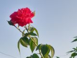 Nuzululrahma18