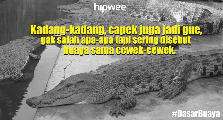 Dasar buaya!