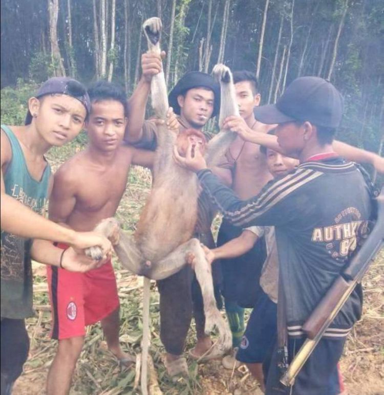Bekantan Imut Ini Dibunuh Lalu Fotonya Dipajang di Facebook. Sungguh Sadis dan Kejam! 11 Bekatan