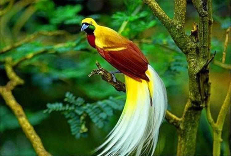 Burung Cendrawasih.