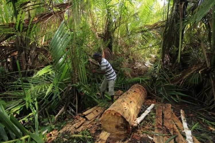 kamu bisa mempelajari aktivitas mereka dengan menyusuri sungai salawai