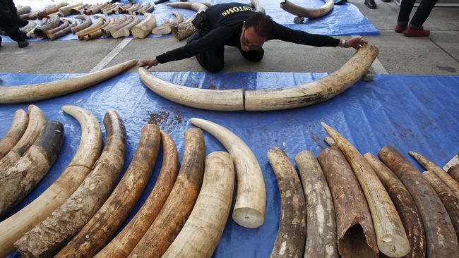 Untuk ini, banyak nyawa gajah yang menjadi korban.