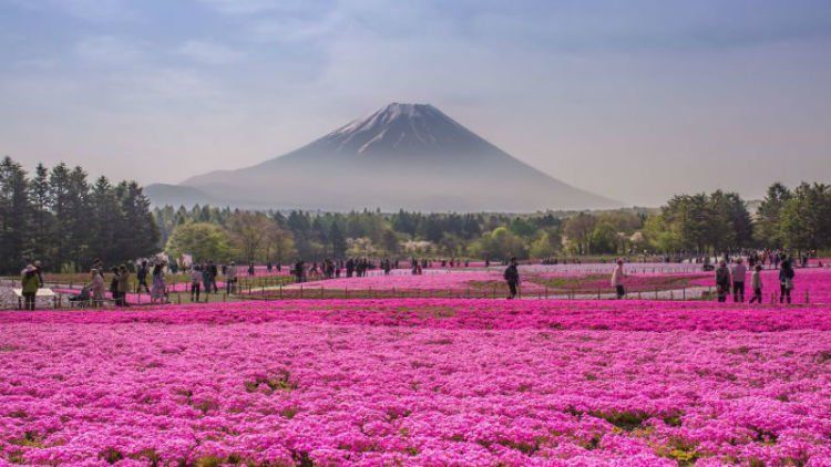 25 Potret Keindahan Negeri Sakura Jepang yang Bikin Nggak Bisa Berhenti Orgasme Mata…