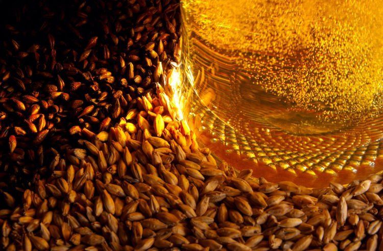 gandum dalam bir mengandung vitamin B