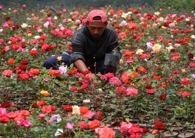 Yuk, Berkunjung ke Desa Sidomulyo! Desa Bunga yang Bikin Hatimu Berbunga-bunga