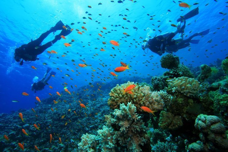 Patah Hati Memang Sengsara. Mending Kunjungi 10 Destinasi Ini Biar Move On Kamu Lancar Jaya! 27 Keindahan bawah laut Komodo memang sempurna