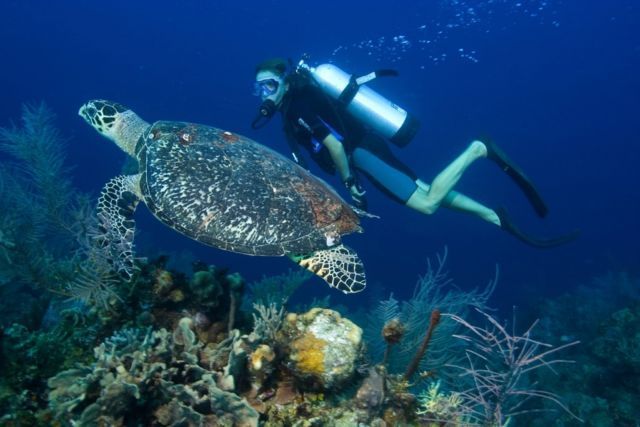 diving sertifikat Bahkan yang Hobi Sebenarnya Sertifikasi Punya 5 Resmi, diving sertifikat Bahkan yang Hobi Sebenarnya Sertifikasi Punya 5 Resmi,