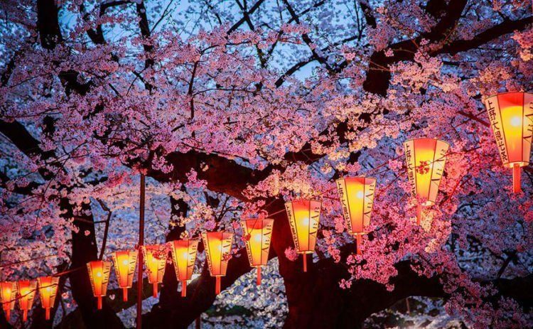 sakura, lampion, dan kamu. nikmat mana lagi yang bisa didustakan?