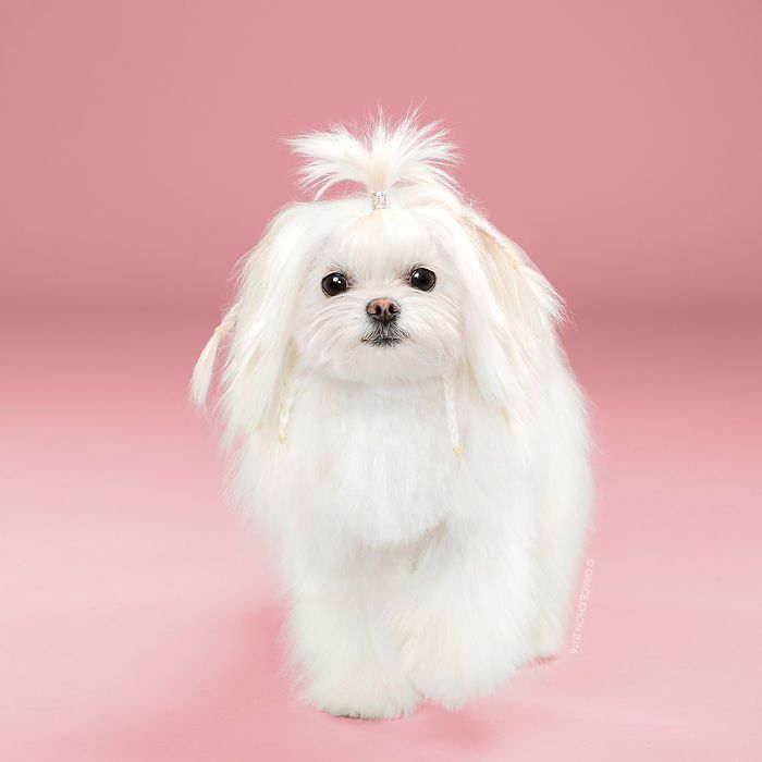 Siap-Siap Ke Salon Hewan Peliharaan Setelah Lihat 10 Gambar Anjing Unyu Ini. Duh Lucunya Mereka 54 yang ini bukan cewe sembarangan nih
