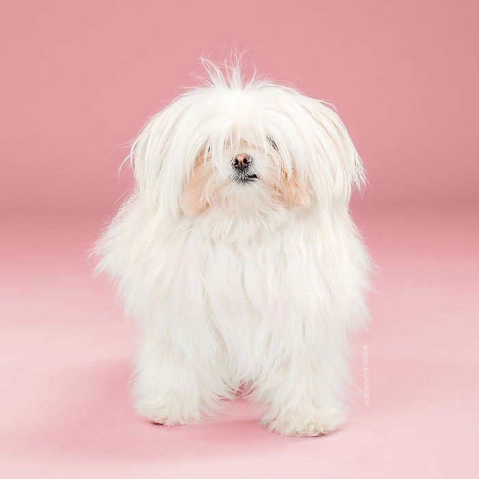 Siap-Siap Ke Salon Hewan Peliharaan Setelah Lihat 10 Gambar Anjing Unyu Ini. Duh Lucunya Mereka 53 matanya manaaa