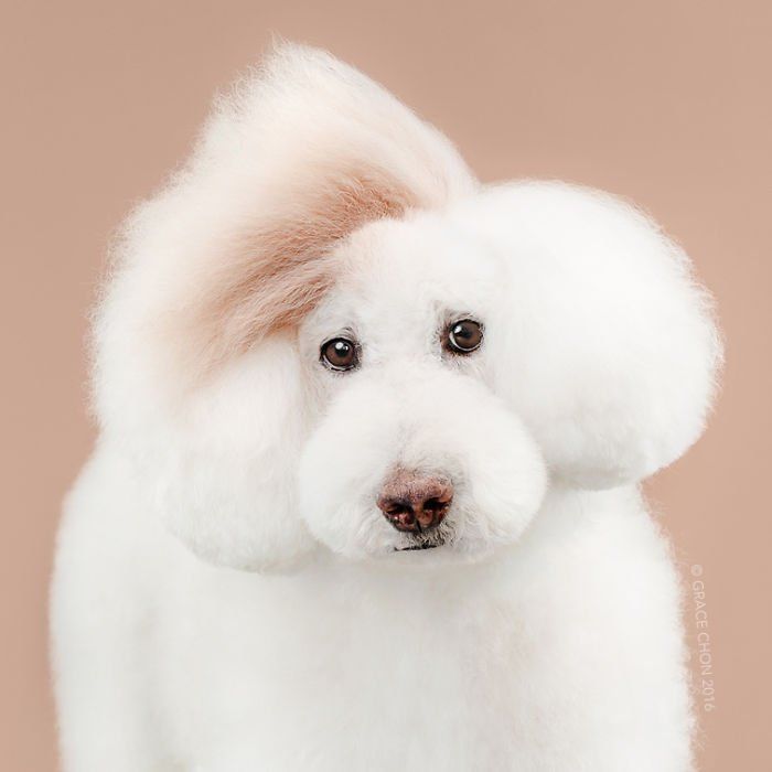 Siap-Siap Ke Salon Hewan Peliharaan Setelah Lihat 10 Gambar Anjing Unyu Ini. Duh Lucunya Mereka 52 she's like princess