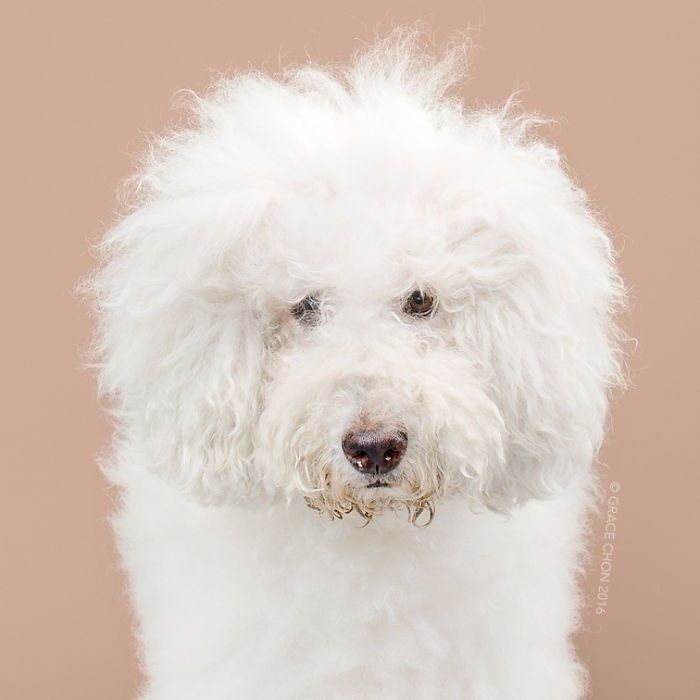 Siap-Siap Ke Salon Hewan Peliharaan Setelah Lihat 10 Gambar Anjing Unyu Ini. Duh Lucunya Mereka 51 awalnya kribo