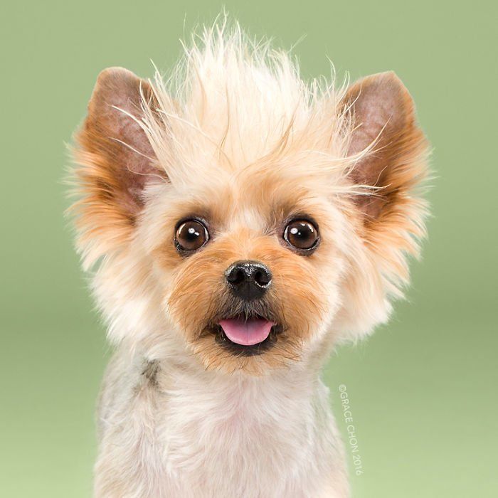 Siap-Siap Ke Salon Hewan Peliharaan Setelah Lihat 10 Gambar Anjing Unyu Ini. Duh Lucunya Mereka 46 keren dan lebih muda!