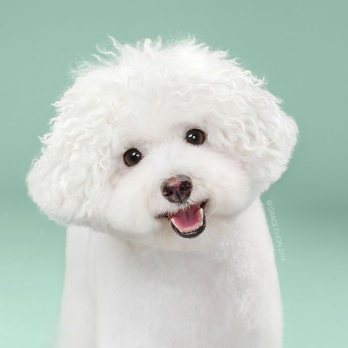Siap-Siap Ke Salon Hewan Peliharaan Setelah Lihat 10 Gambar Anjing Unyu Ini. Duh Lucunya Mereka 42 kamu nggak normal kalau bilang dia nggak lucu
