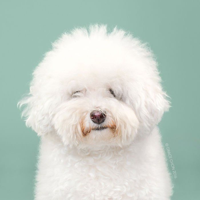Siap-Siap Ke Salon Hewan Peliharaan Setelah Lihat 10 Gambar Anjing Unyu Ini. Duh Lucunya Mereka 41 before