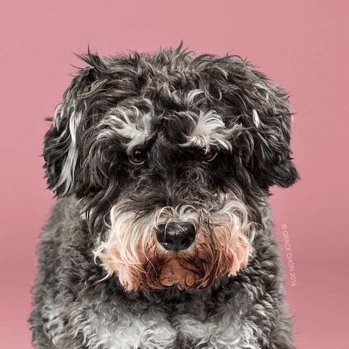 Siap-Siap Ke Salon Hewan Peliharaan Setelah Lihat 10 Gambar Anjing Unyu Ini. Duh Lucunya Mereka 43 before