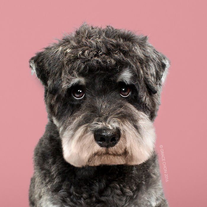 Siap-Siap Ke Salon Hewan Peliharaan Setelah Lihat 10 Gambar Anjing Unyu Ini. Duh Lucunya Mereka 44 kok dia nampak bagai anak sekolah yang cupu ya