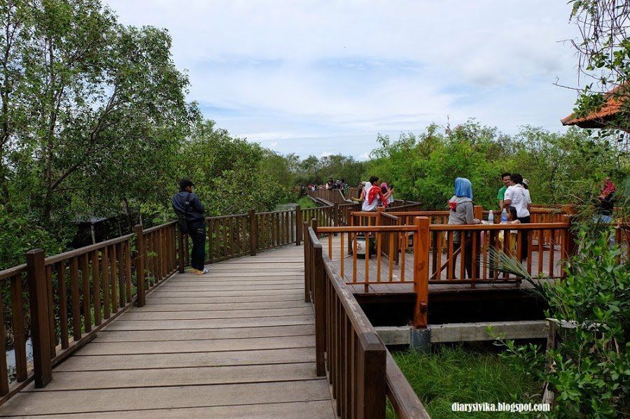 Hutan-hutan Mangrove yang Bisa Jadi Destinasi Wisatamu, Yuk Intip! 3 Hutan-hutan Mangrove yang Bisa Jadi Destinasi Wisatamu, Yuk Intip!