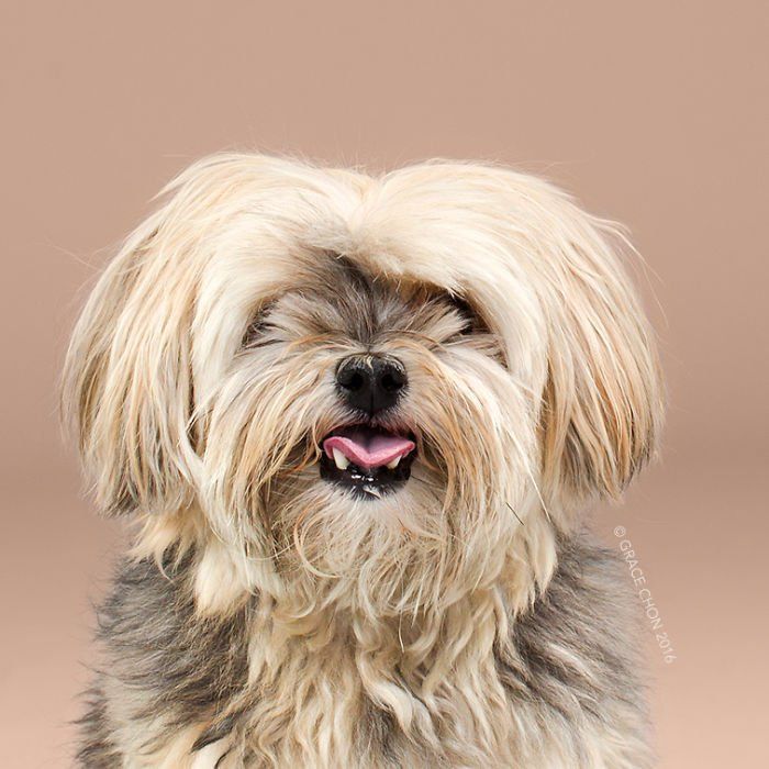 Siap-Siap Ke Salon Hewan Peliharaan Setelah Lihat 10 Gambar Anjing Unyu Ini. Duh Lucunya Mereka 39 before