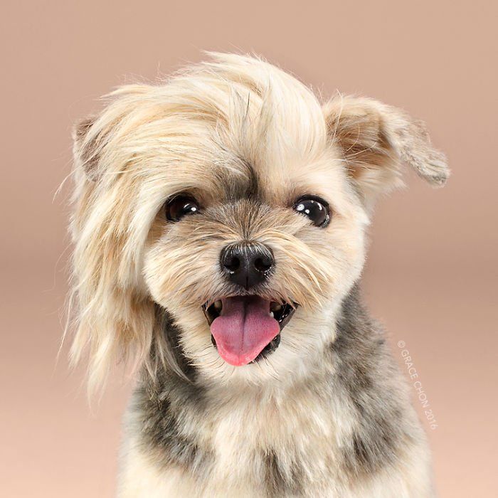 Siap-Siap Ke Salon Hewan Peliharaan Setelah Lihat 10 Gambar Anjing Unyu Ini. Duh Lucunya Mereka 40 widih. ati ati naksir :3