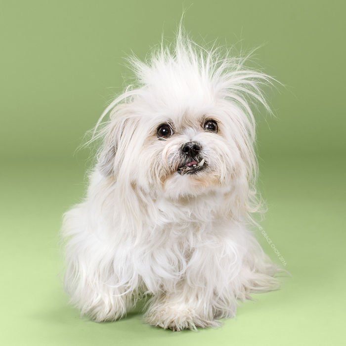 Siap-Siap Ke Salon Hewan Peliharaan Setelah Lihat 10 Gambar Anjing Unyu Ini. Duh Lucunya Mereka 49 before