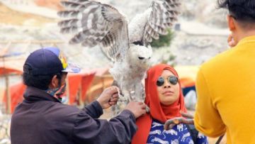 Burung Hantu yang Hidup Malam Hari Dipaksa Kerja di Siang Hari. Percayalah, Ini Menyiksa Mereka!