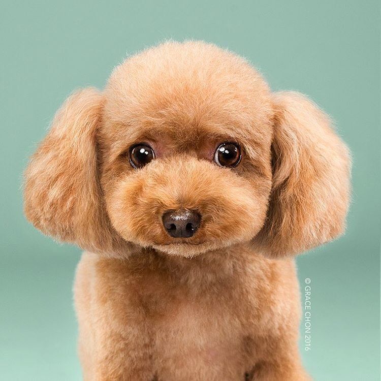 Siap-Siap Ke Salon Hewan Peliharaan Setelah Lihat 10 Gambar Anjing Unyu Ini. Duh Lucunya Mereka 38 after. duh lucuk!