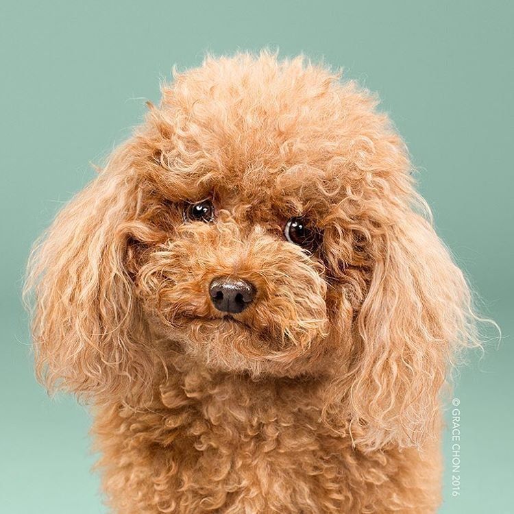 Siap-Siap Ke Salon Hewan Peliharaan Setelah Lihat 10 Gambar Anjing Unyu Ini. Duh Lucunya Mereka 37 before