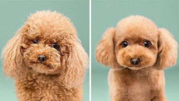 Siap-Siap Ke Salon Hewan Peliharaan Setelah Lihat 10 Gambar Anjing Unyu Ini. Duh Lucunya Mereka
