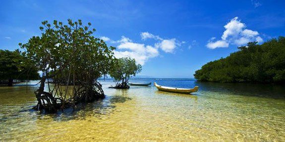 Hutan-hutan Mangrove yang Bisa Jadi Destinasi Wisatamu, Yuk Intip! 2 Hutan-hutan Mangrove yang Bisa Jadi Destinasi Wisatamu, Yuk Intip!