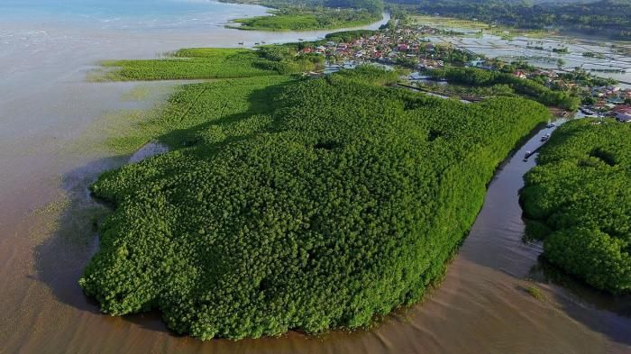 Hutan-hutan Mangrove yang Bisa Jadi Destinasi Wisatamu, Yuk Intip! 5 Hutan-hutan Mangrove yang Bisa Jadi Destinasi Wisatamu, Yuk Intip!