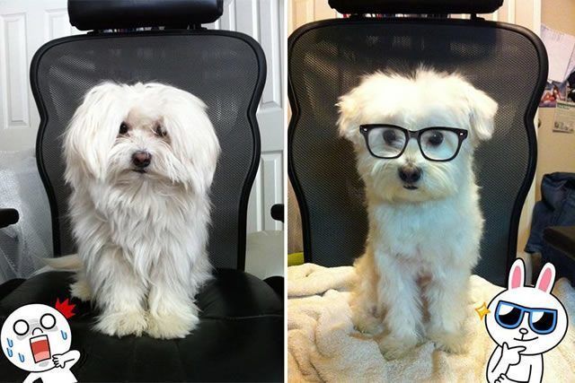 Siap-Siap Ke Salon Hewan Peliharaan Setelah Lihat 10 Gambar Anjing Unyu Ini. Duh Lucunya Mereka 47 nerd banget ya tampilannya. uwuwuwww :3