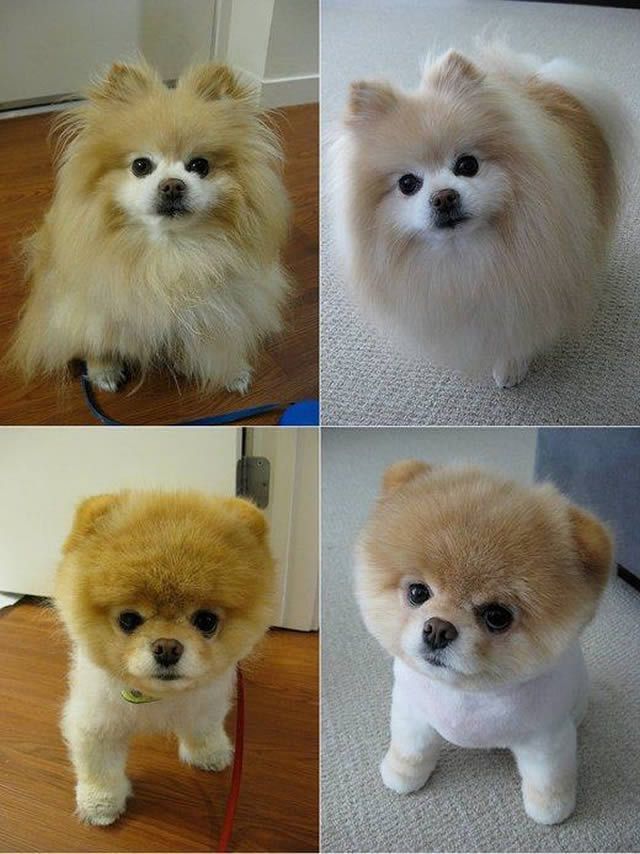 Siap-Siap Ke Salon Hewan Peliharaan Setelah Lihat 10 Gambar Anjing Unyu Ini. Duh Lucunya Mereka 48 gimana menurutmu?