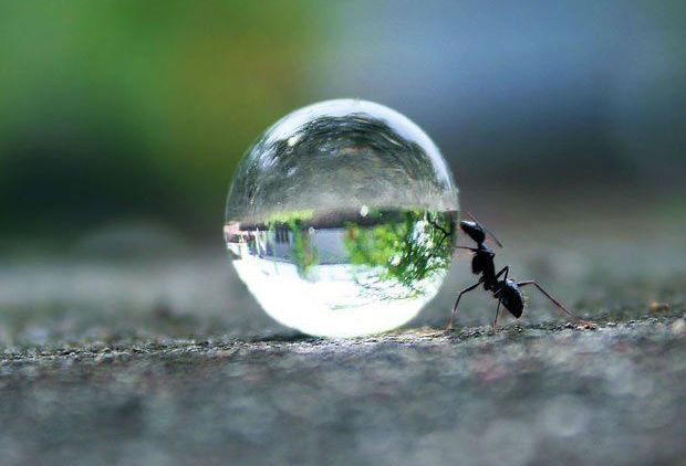 Trik Fotografi yang Lagi Nge-trend: Gambaran Dunia dalam Satu Tetesan Air. Giliran Kamu Mencobanya!